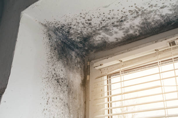 Affordable Mold Inspection And Testing solutions in Mountainside, NJ